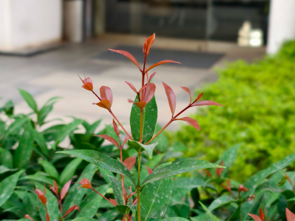 Vivo X Fold3 Pro Camera Sample - Portrait