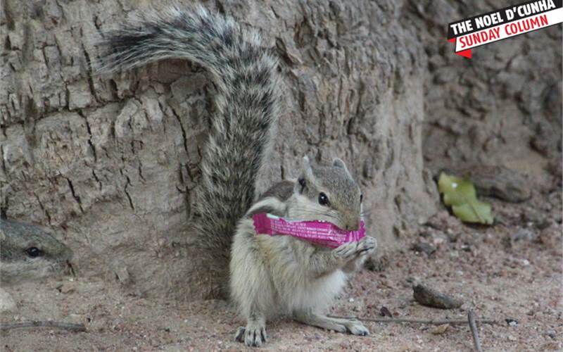 Green Watch: Have we erred in dismissing plastics outright?  - The Noel D'Cunha Sunday Column