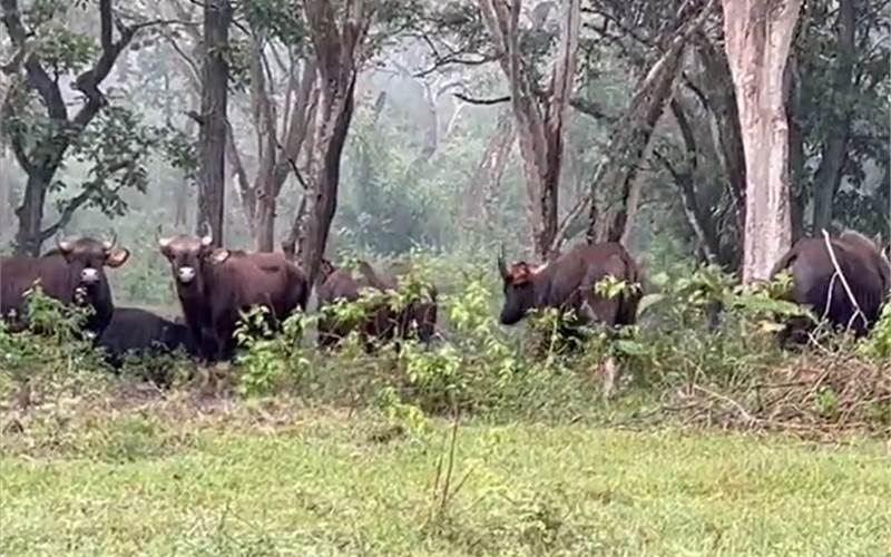 Collaboration with TNPL to reclaim 493 hectares of forest land