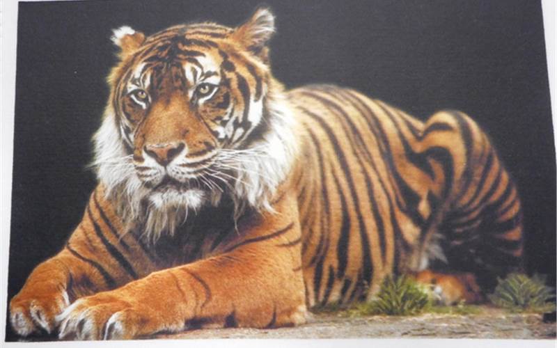 The image is created by litho transfer print.
          Ink system: Multitran XM011 litho backup white plastisol plus CMYK offset inks