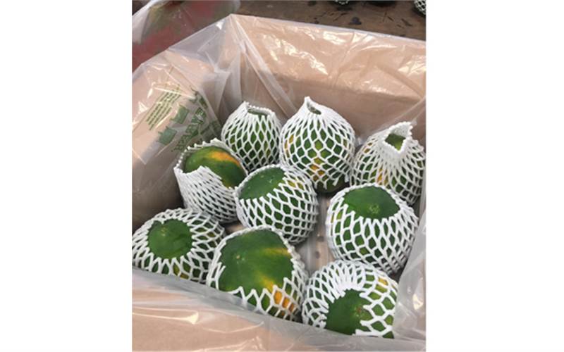 Yogeeshwara: “The export of Papayas was a grand success in which optimised packaging played a vital role"